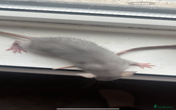 Rat rodents for sale: Two female baby rats  - Image 3