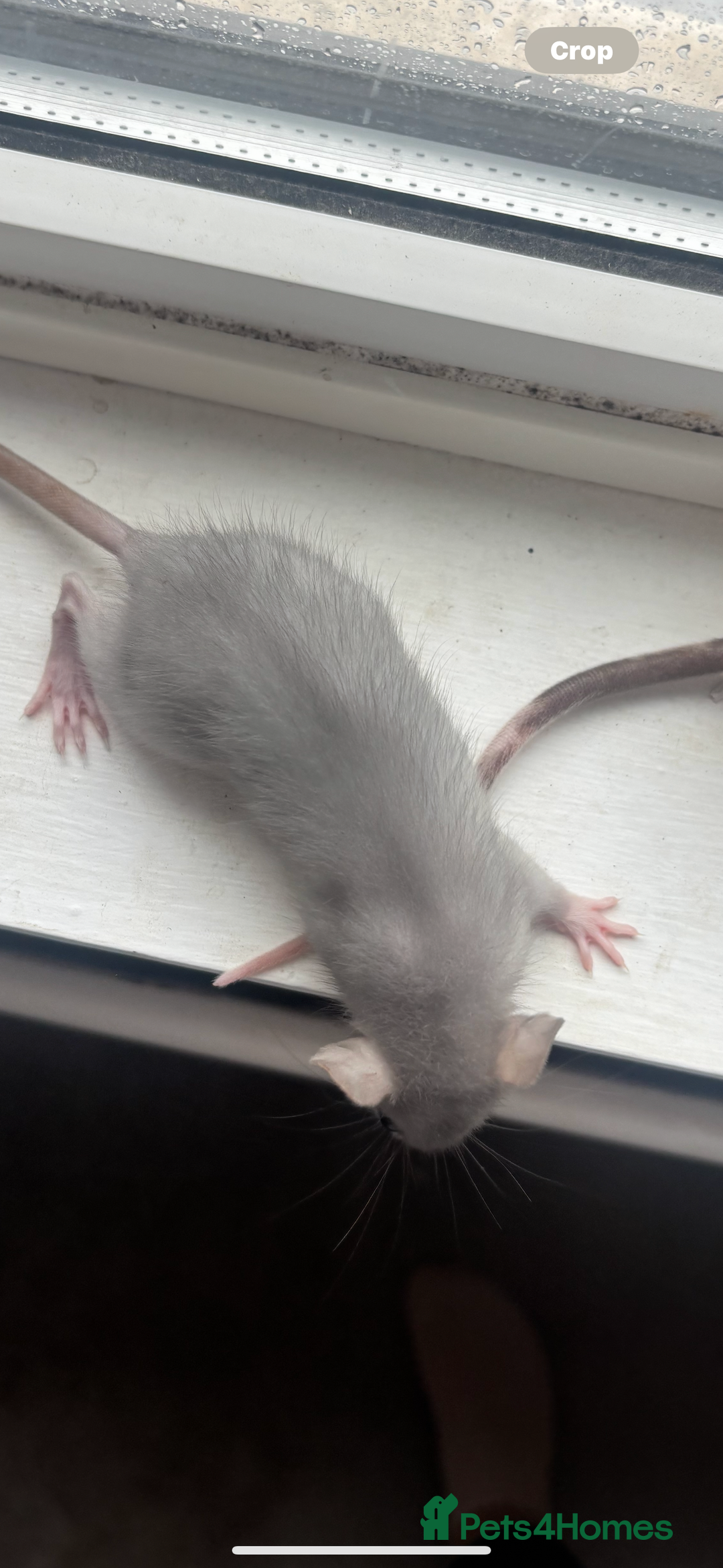 Rat rodents for sale: Two female baby rats  - Image 3