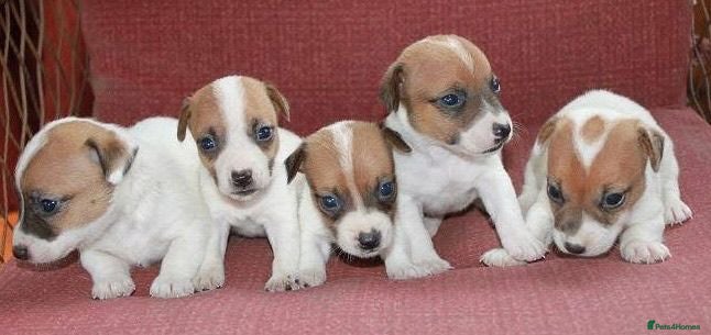 Jack Russell dogs Jack Russell puppies  - Advert 1