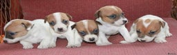 Jack Russell dogs for sale: Jack Russell puppies  - Advert 1