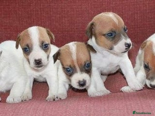 Jack Russell dogs Jack Russell puppies - Advert 1