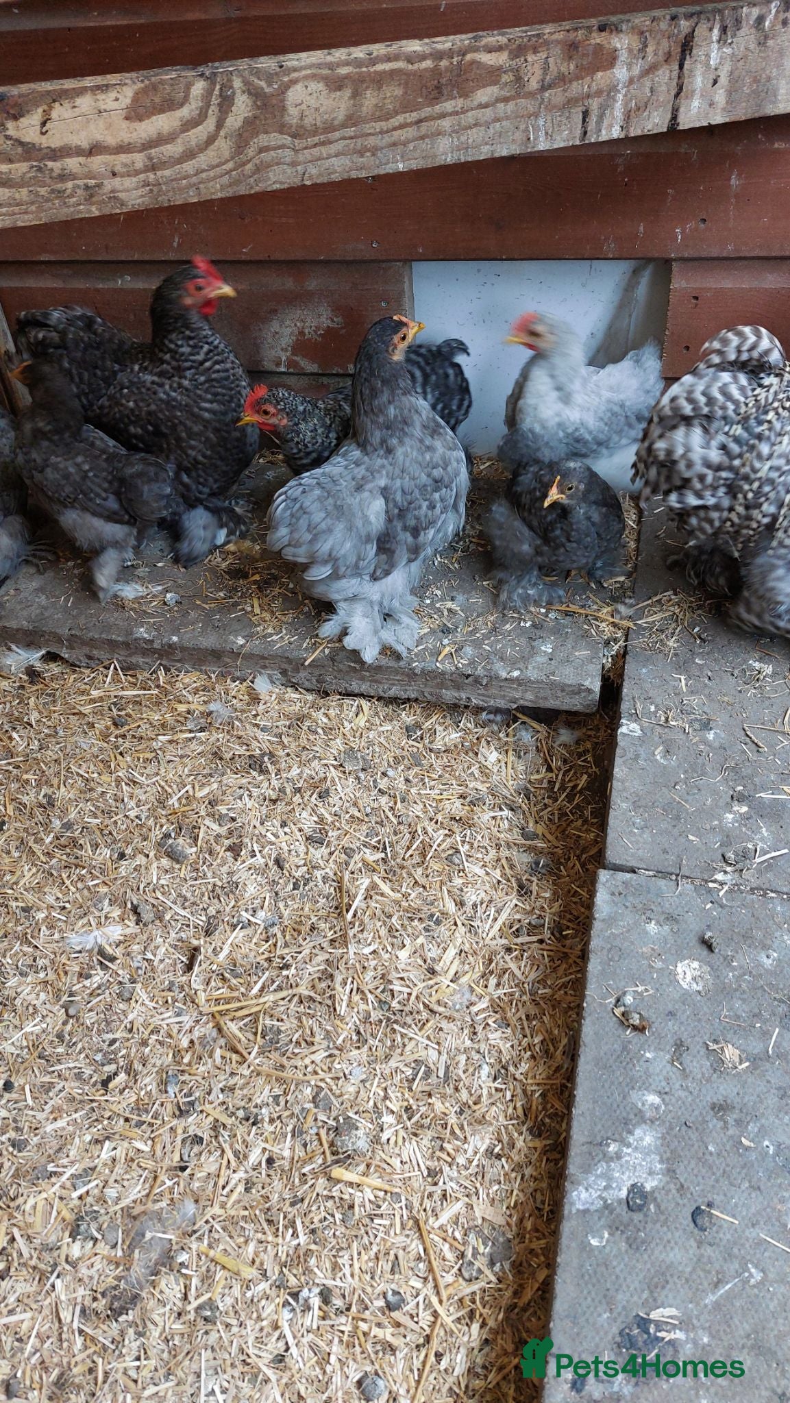 Chickens poultry Pekin bantams - Advert 1