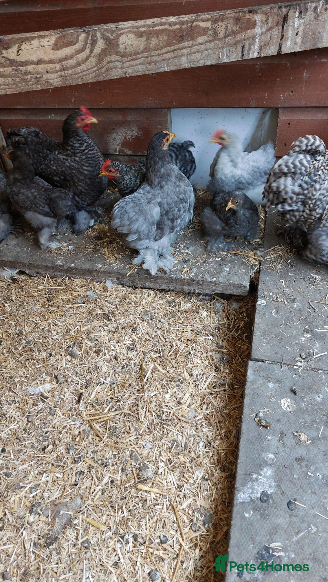 Chickens poultry for sale: Pekin bantams - Advert 1