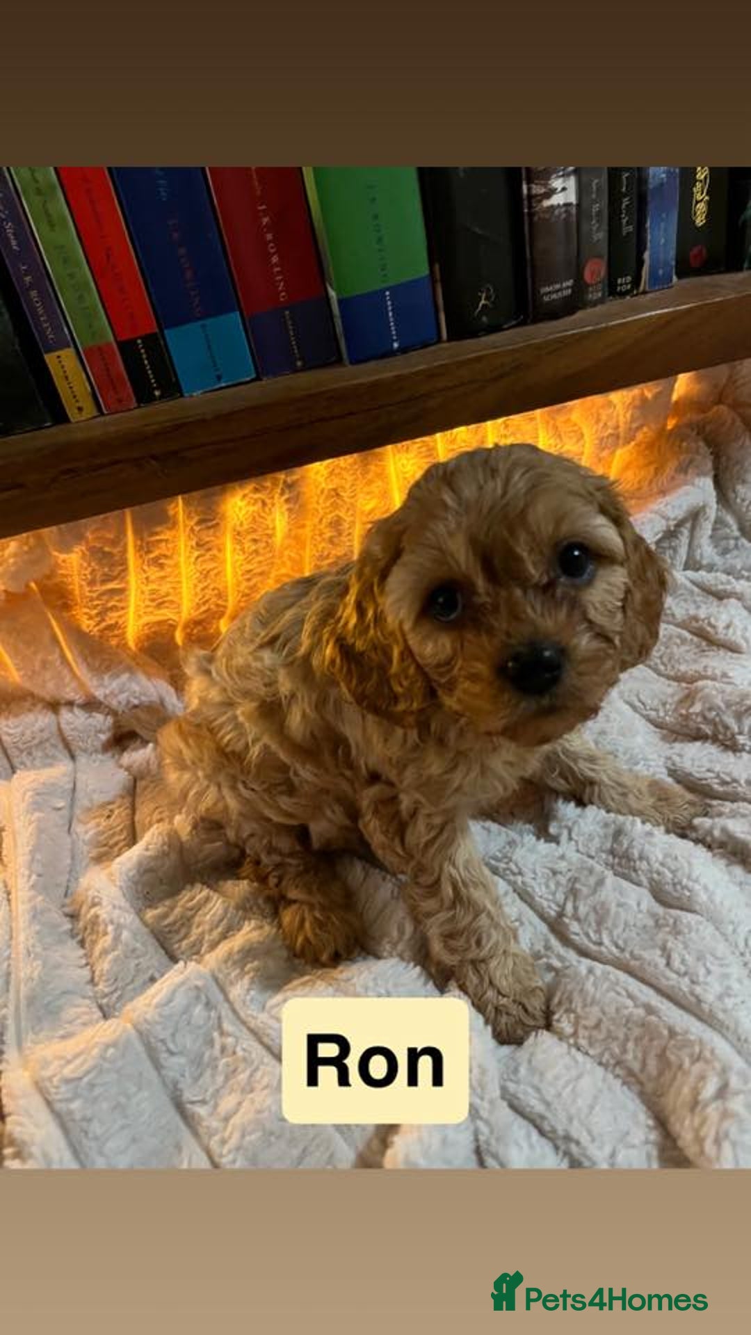 Cavapoo dogs for sale: Stunning Cavapoo Puppies - Advert 19