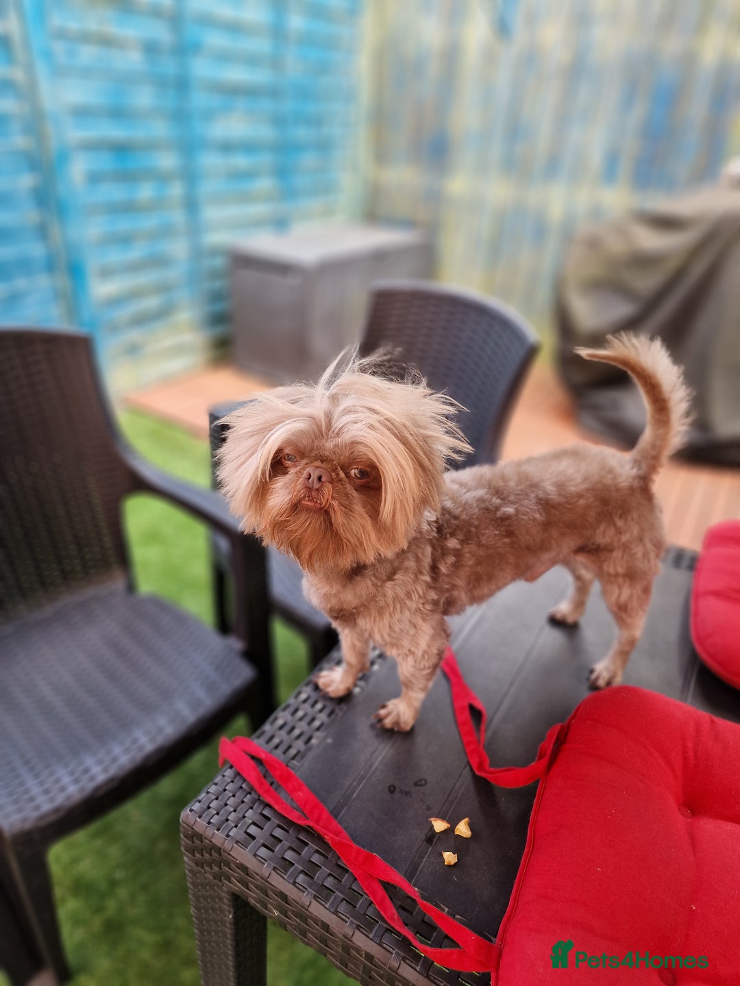 Shih Tzu dogs for stud: Rare Lilac Imperial Shih Tzu - Image 4