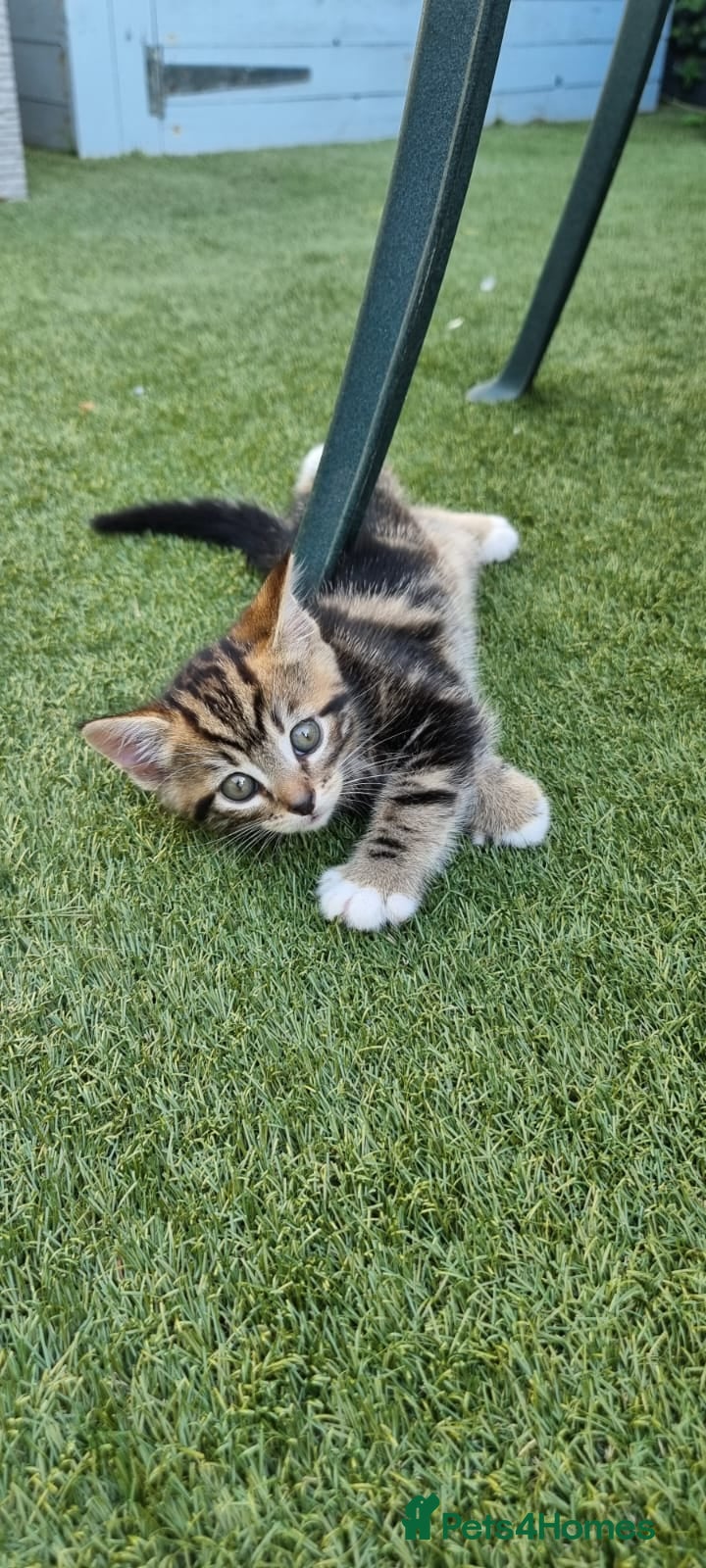 Mixed Breed cats Gorgeous Furr Babies  - Advert 7