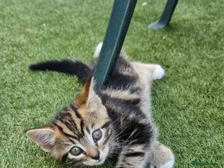 Mixed Breed cats Gorgeous Furr Babies - Advert 2