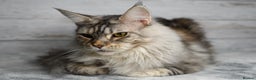 Maine Coon cats for sale: 🏅 5 Generation TICA - Ready 20th December 🌟 - Advert 6