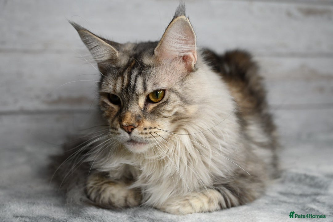 Maine Coon cats for sale: 🥇 5 Generation Pedigree - TICA registered  🌟 - Advert 5