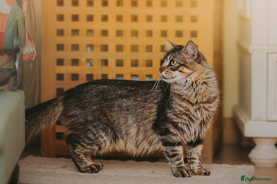 Persian cats for adoption: Carla, Persian cross, aged 7 - Advert 6