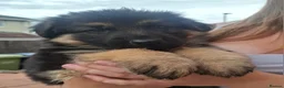German Shepherd dogs for sale: German shepherd pups - Advert 10