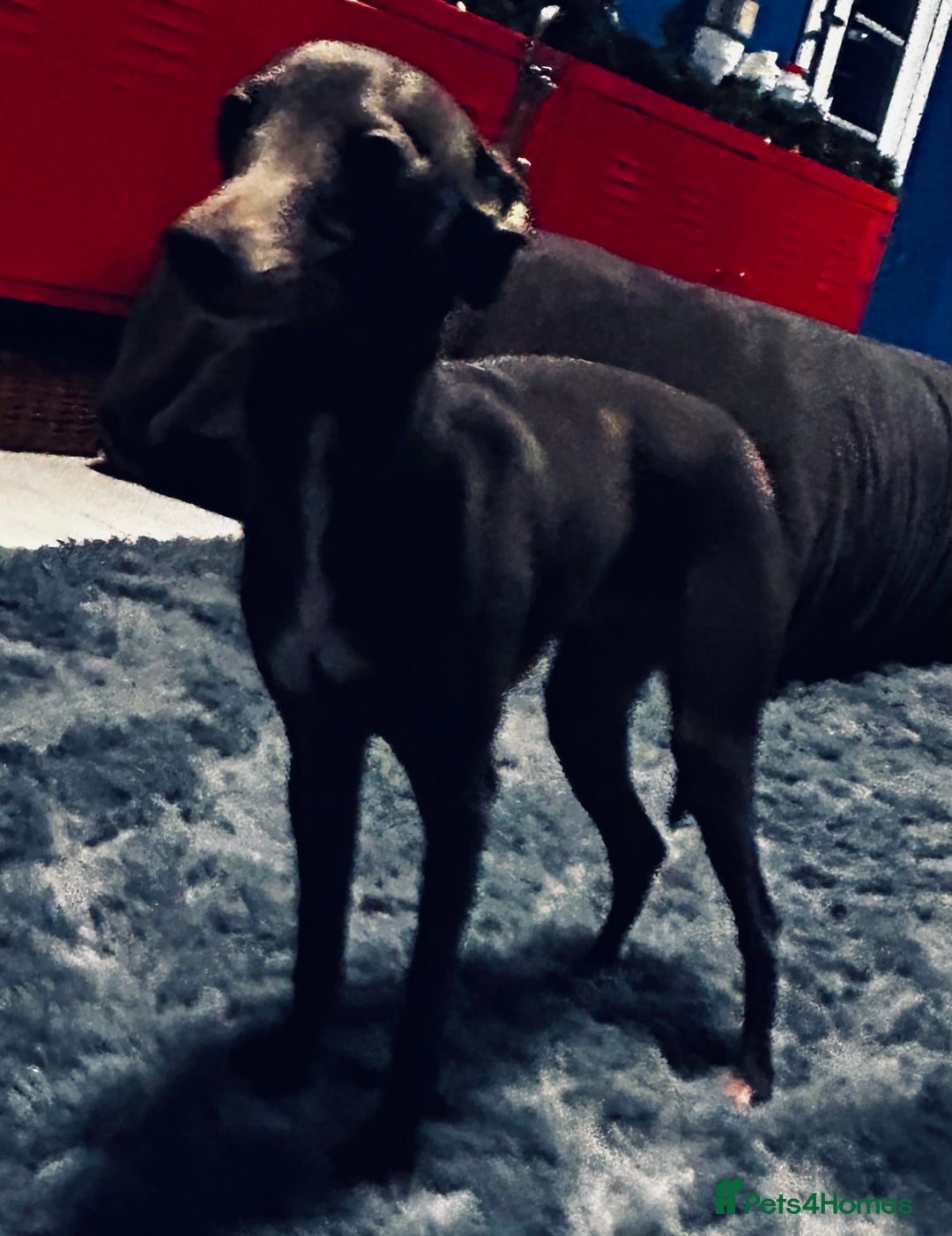 Italian Greyhound dogs for sale: Adorable handsome Italian greyhound  - Advert 4