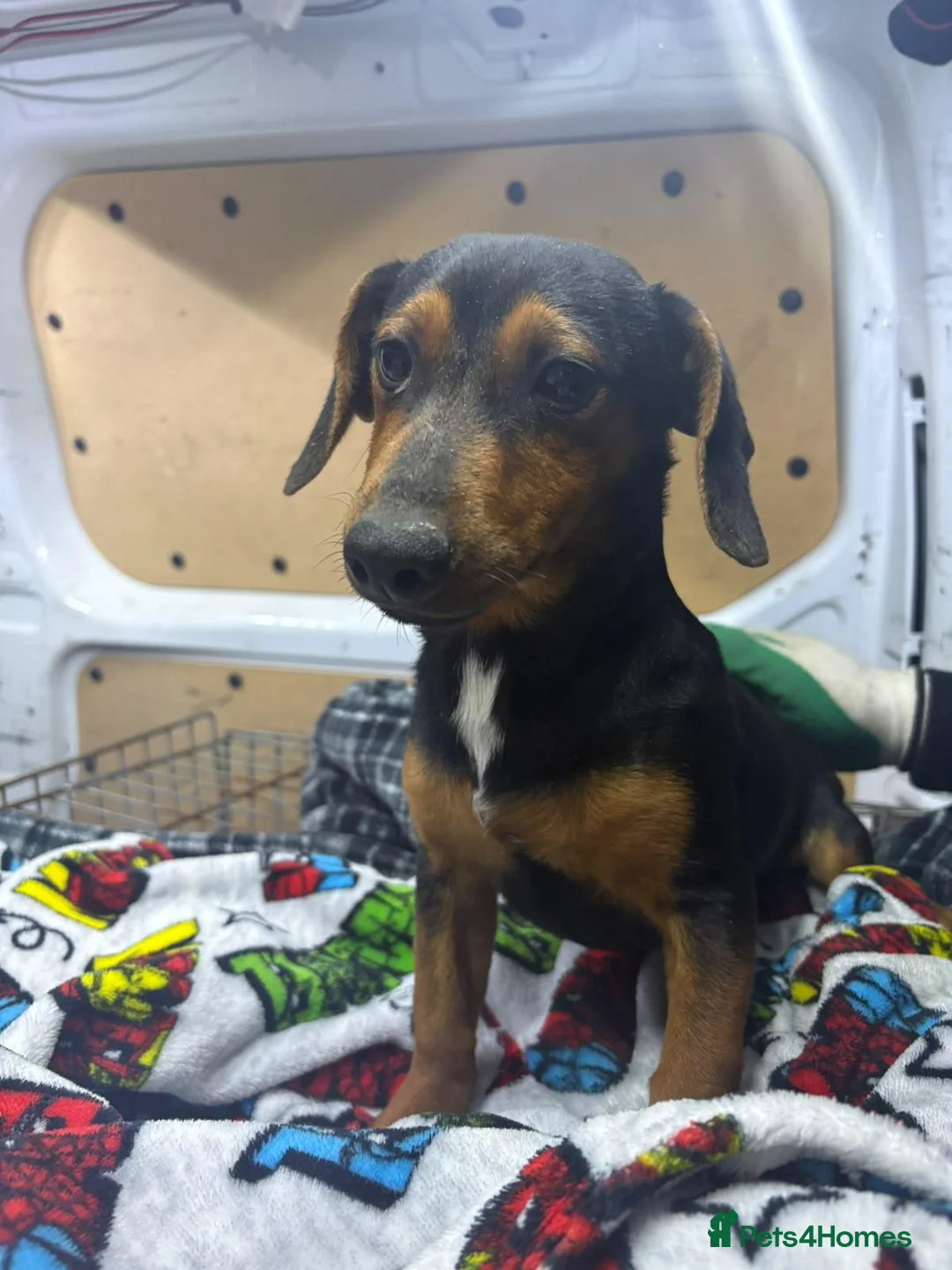 Jackshund dogs for sale: Pups for sale  in Wokingham - Advert 2