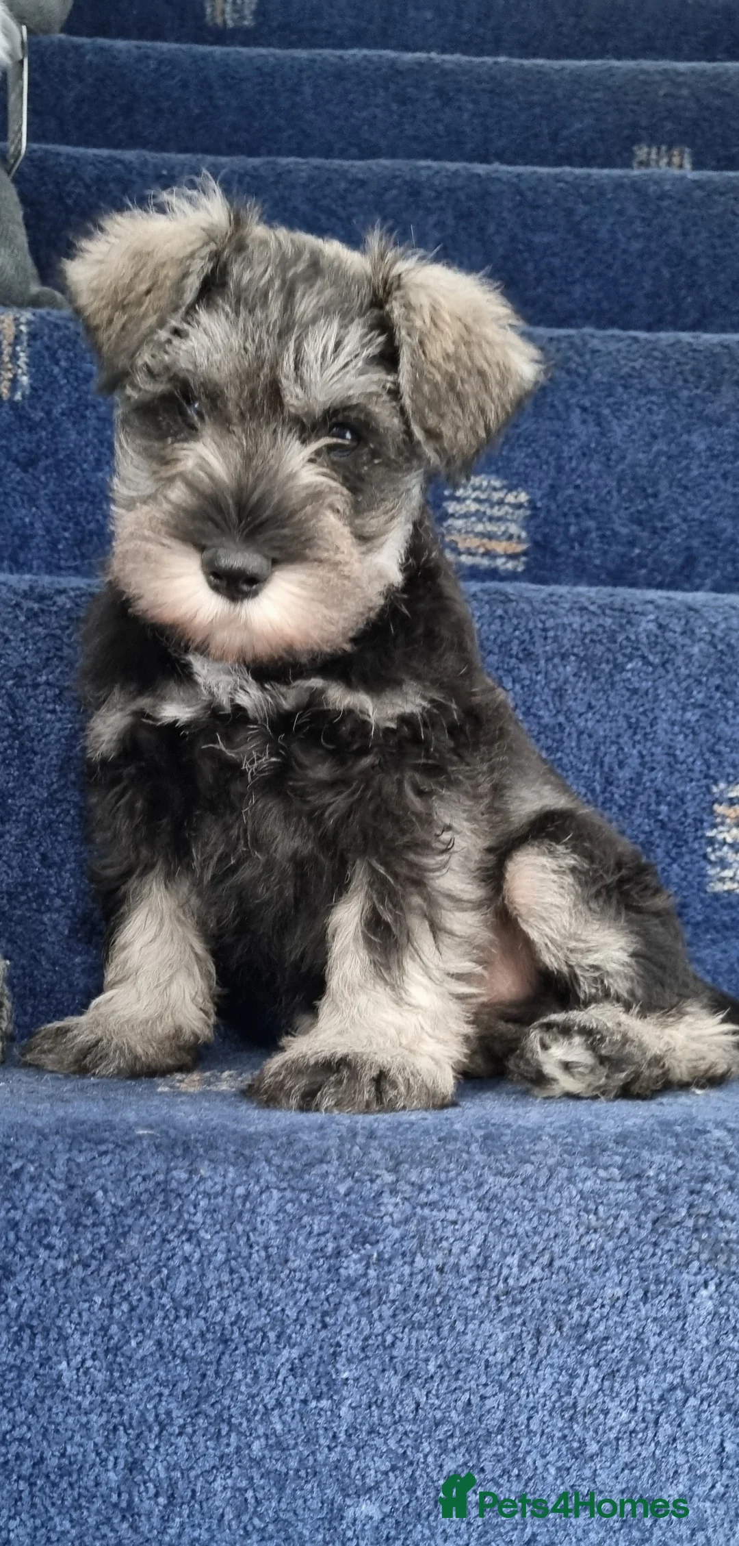 Miniature Schnauzer dogs for stud: stunning Kc registererd proven miniature schnauzer in Wolverhampton - Advert 12