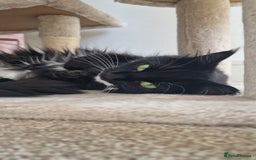 Mixed Breed cats for sale: Female Domestic Longhair - Image 1