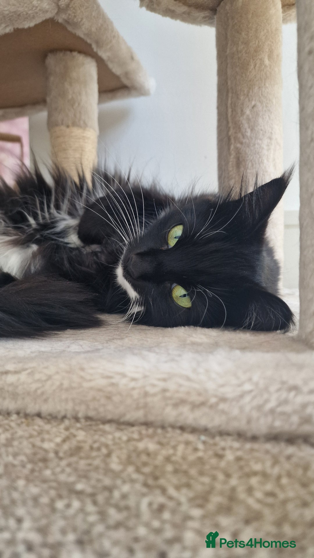 Mixed Breed cats for sale: Female Domestic Longhair - Image 1