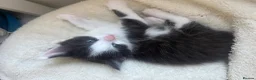 Mixed Breed cats for sale: Mainecoon/ragdoll kittens  - Advert 9