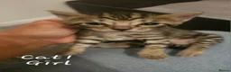 Bengal cats for sale: Bengal kittens - Advert 8
