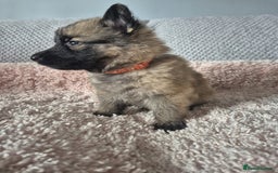 German Shepherd dogs for sale: KC REGISTERED HEALTH TESTED PARENTS READY NOW - Image 10