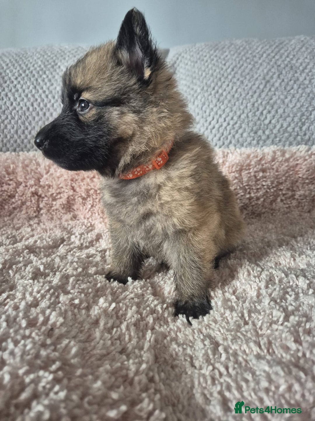 German Shepherd dogs for sale: KC REGISTERED HEALTH TESTED PARENTS READY NOW - Image 10
