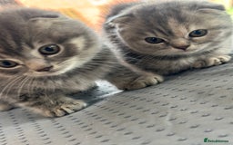 Scottish Fold cats for sale: 🐾Playful Male & Female Scottish Fold Kittens🐾 - Image 3