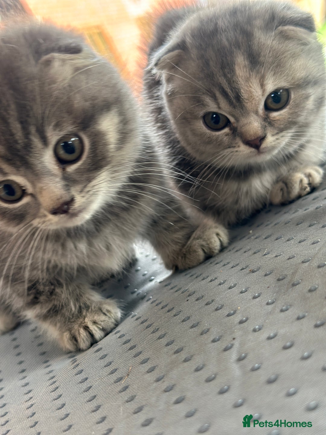Scottish Fold cats for sale: 🐾Playful Male & Female Scottish Fold Kittens🐾 - Image 3