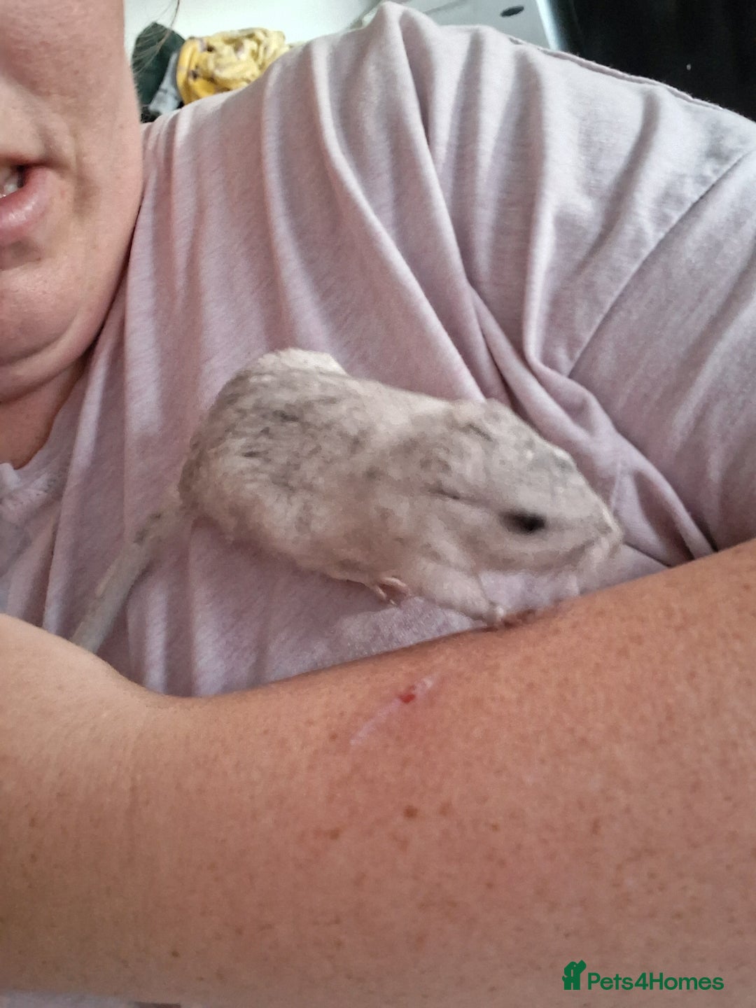 Mixed Breed rabbits for sale: Rabbits, guinea pigs and gerbil  - Image 7