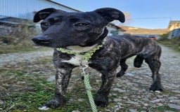 Mixed Breed dogs for adoption: A Beautiful and Gentle Girl - for a Loving Home - Image 11
