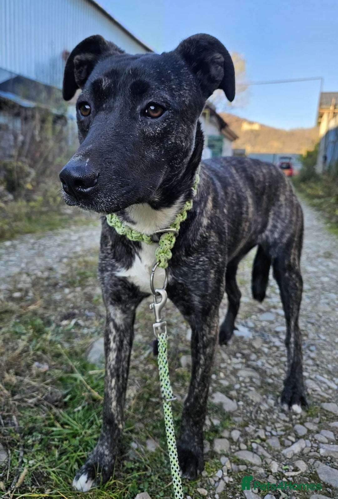 Mixed Breed dogs for adoption: A Beautiful and Gentle Girl - for a Loving Home - Image 11
