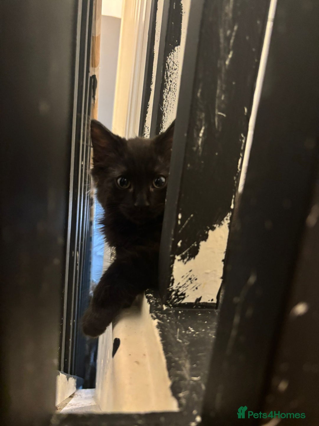 Mixed Breed cats for sale: 7 all black kittens - Image 3
