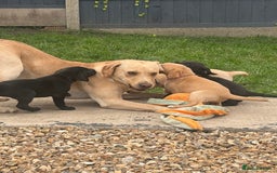 Labrador Retriever dogs for sale: Beautiful labrador - last girl (yellow collar) - Image 24