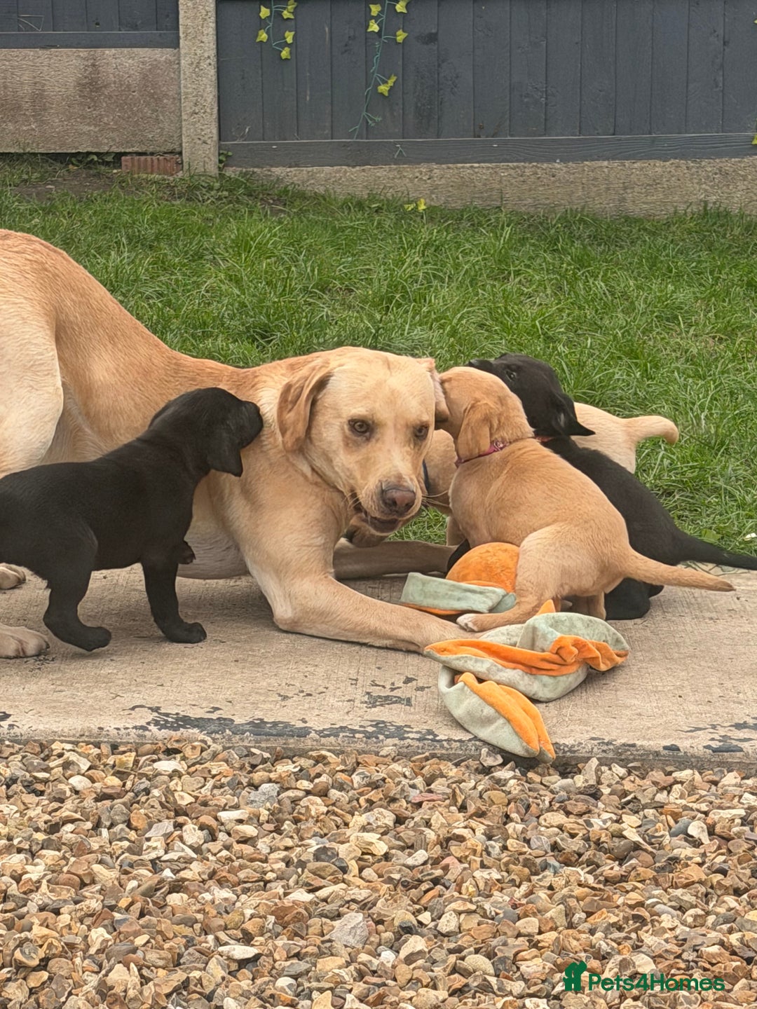 Labrador Retriever dogs for sale: Beautiful labrador - last girl (yellow collar) - Image 24