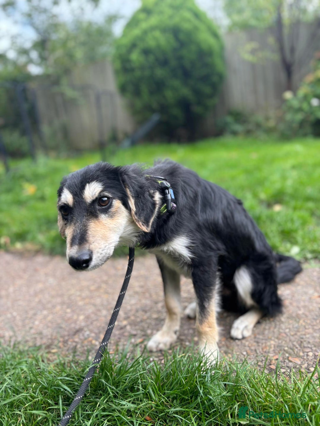 Mixed Breed dogs for adoption: Meet Noodle – Sweet & Shy Pup Looking for Love 🐾 - Image 3