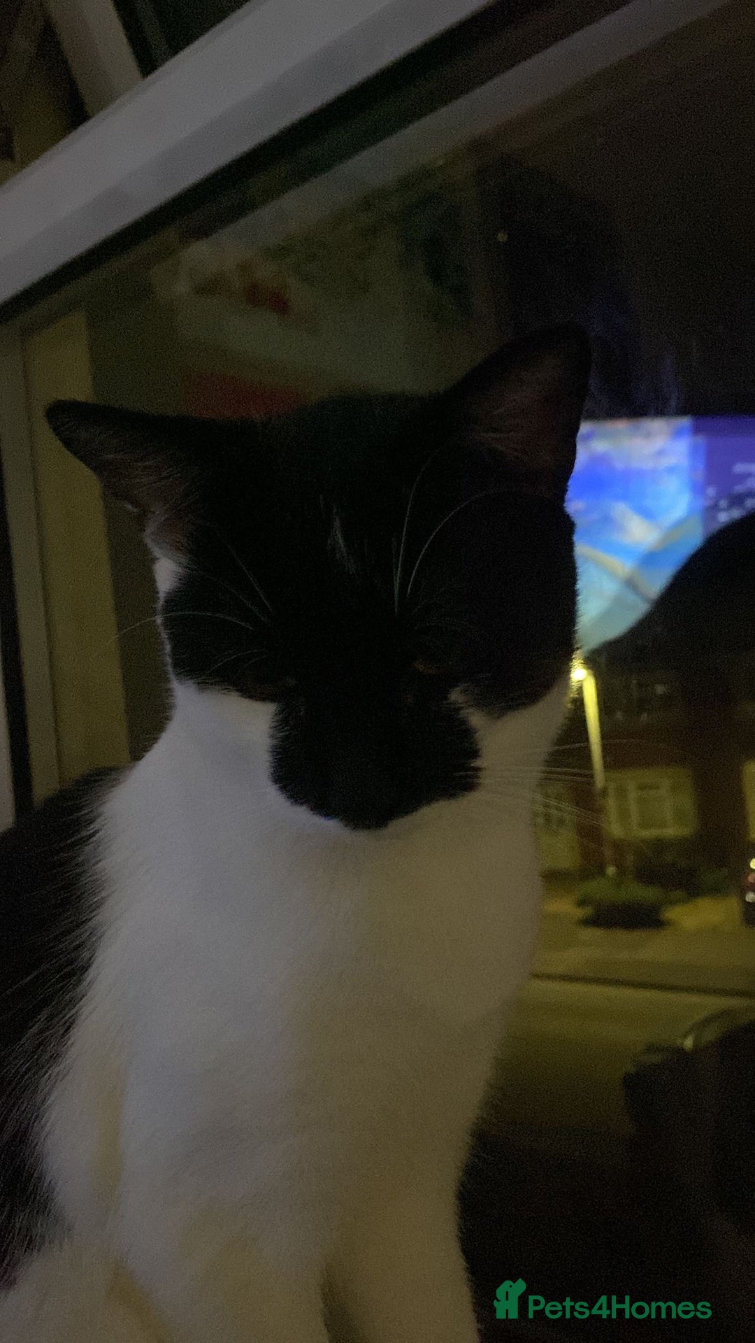 Mixed Breed cats for sale: Male cat - Image 2
