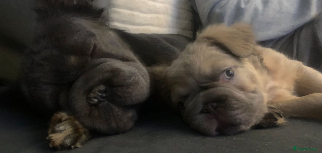 French Bulldog dogs for sale: Quality French Bulldog Puppies – Well Socialised - Advert 8