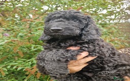 Cockapoo dogs for sale: SIMPLY UNIQUE SHOW TYPE F1b COCKAPOOS - Image 15