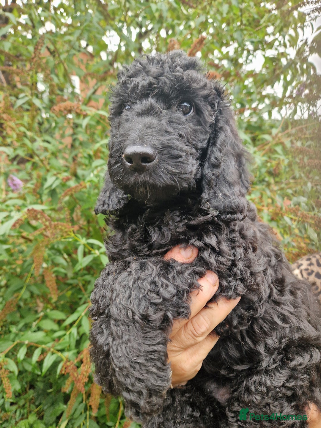 Cockapoo dogs for sale: SIMPLY UNIQUE SHOW TYPE F1b COCKAPOOS - Image 15