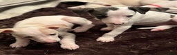 Whippet dogs for sale: Pedigree Whippet Pups  - Advert 5
