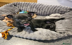Chihuahua dogs for sale: Chihuahua puppies  - Image 2