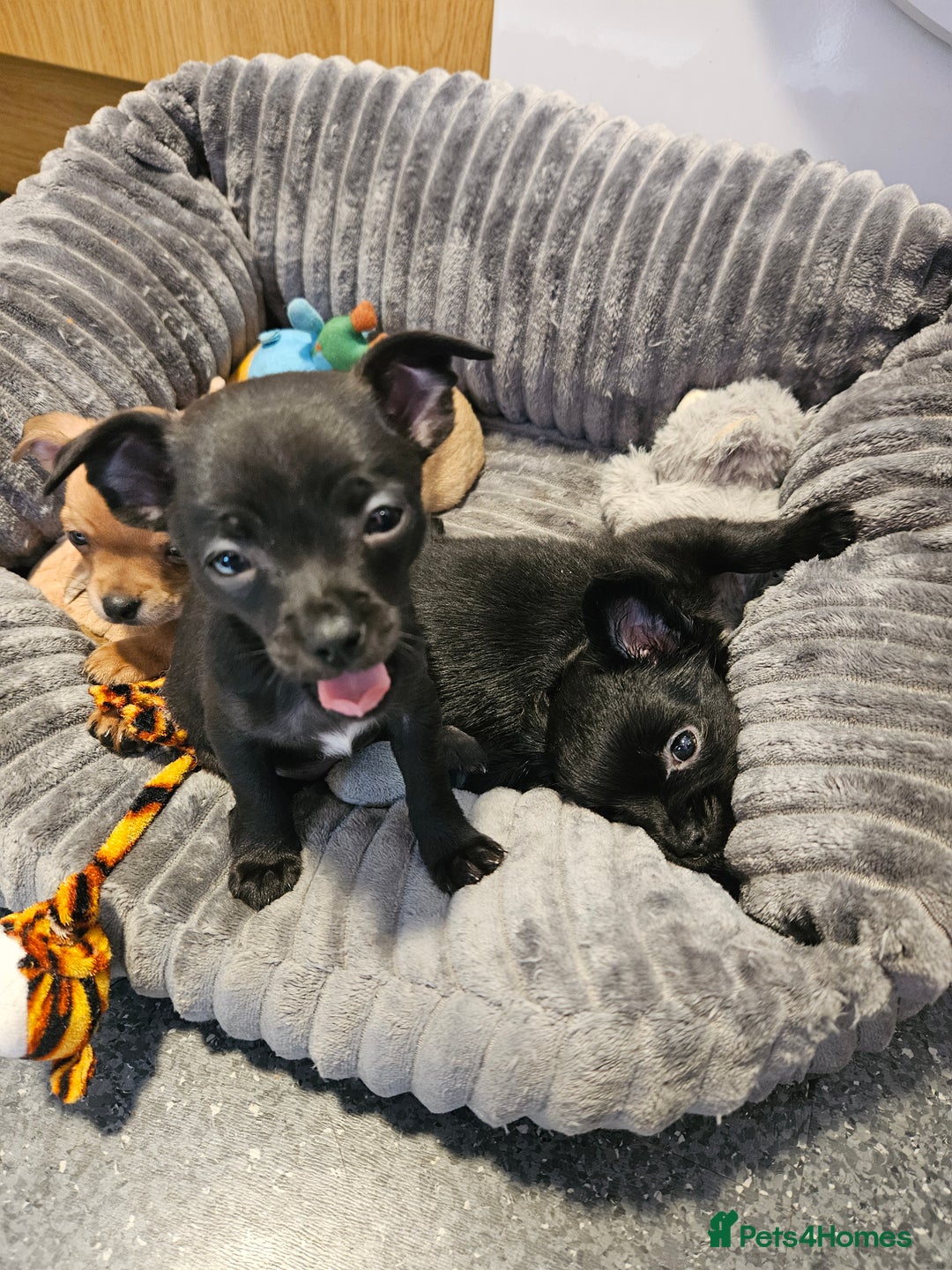 Chihuahua dogs for sale: Chihuahua puppies  - Image 2