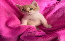 Maine Coon cats for sale: Beautiful Maine Coon Cross Kittens  - Image 14