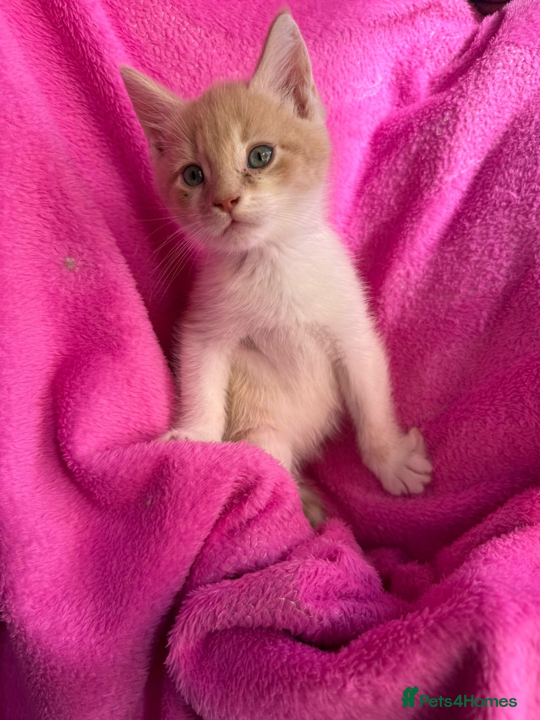 Maine Coon cats for sale: Beautiful Maine Coon Cross Kittens  - Image 14