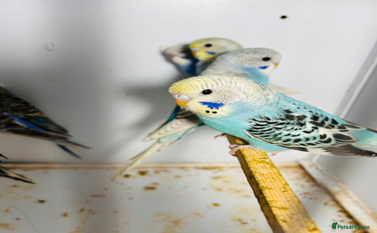 Budgerigars birds in Luton - Advert 3