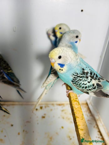 Budgerigars birds in Luton - Advert 13