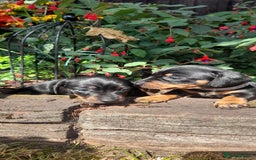 Miniature Dachshund dogs for sale: Smooth haired minature dacshund  - Image 23