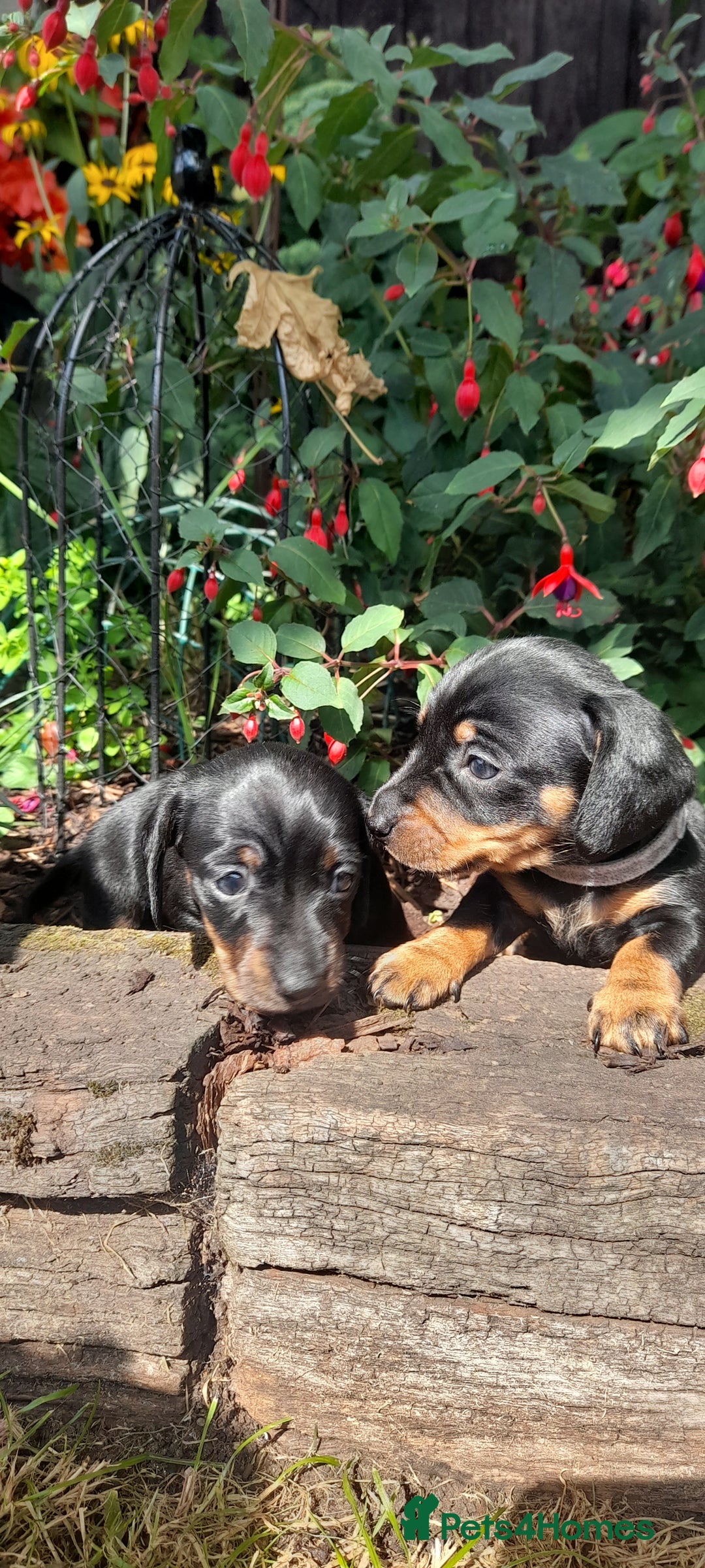 Miniature Dachshund dogs for sale: Smooth haired minature dacshund  - Image 23