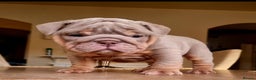 English Bulldog dogs for sale: Beautiful bulldog puppies - Advert 9