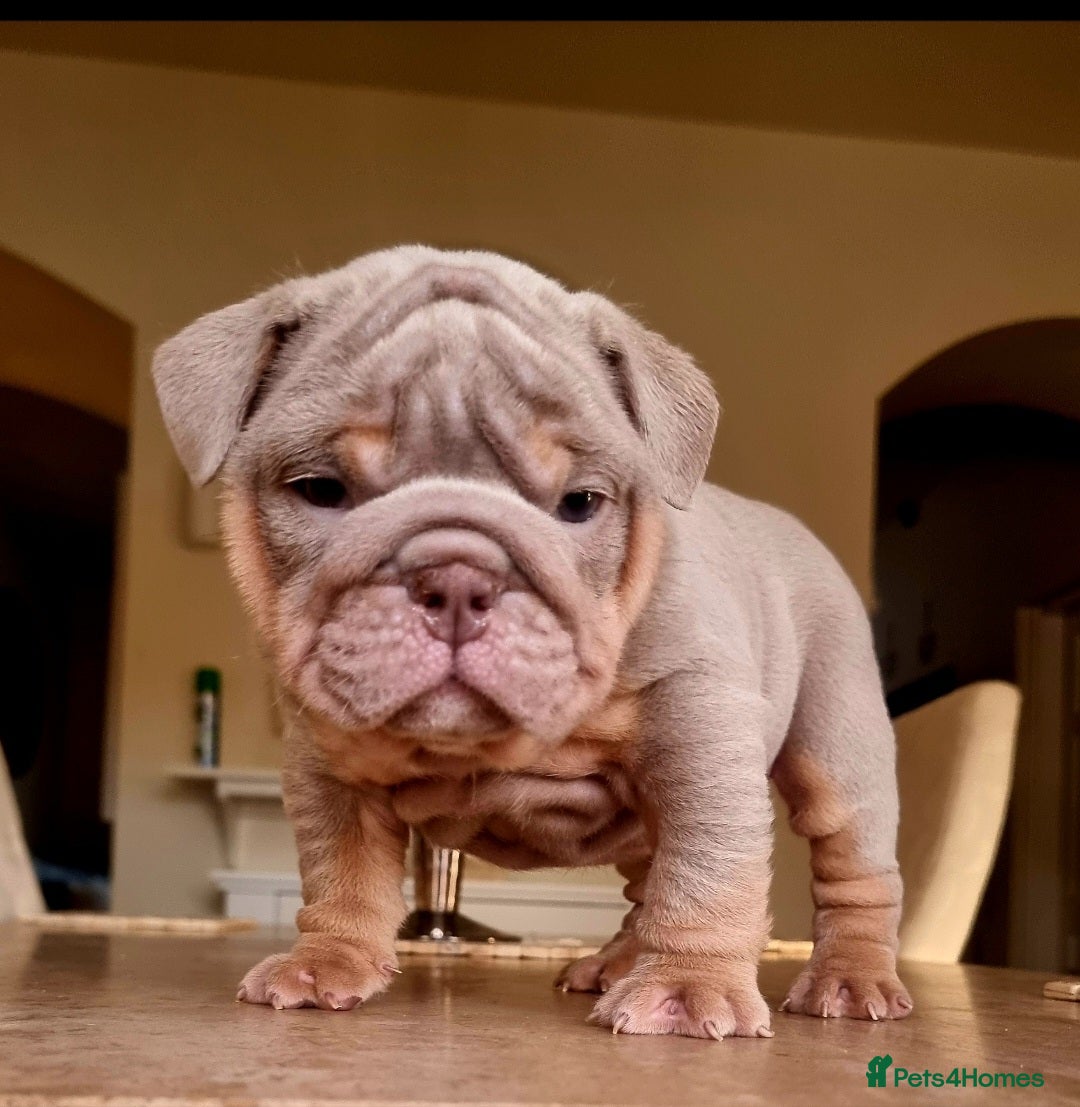 English Bulldog dogs for sale: Beautiful bulldog puppies - Advert 9