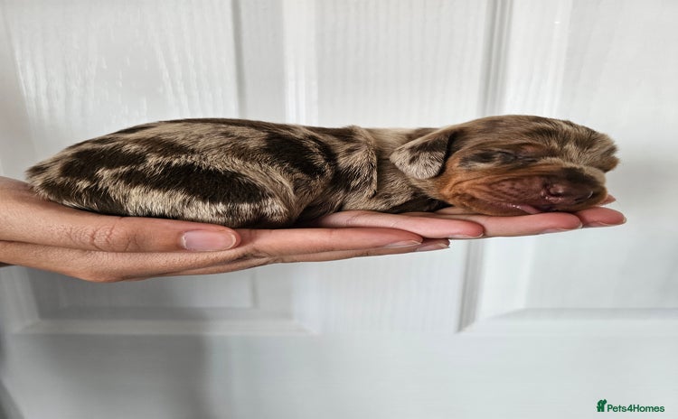 Dachshund dogs - Advert 2