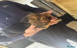 Beagle dogs for sale: 7 wonderful cocker spaniel x beagle❤️🏡 - Image 11